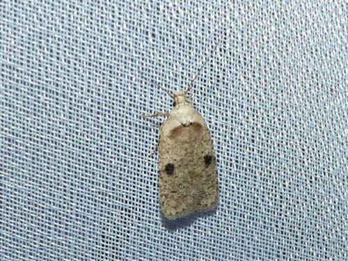 Réf. 326 949 : Agonopterix propinquella